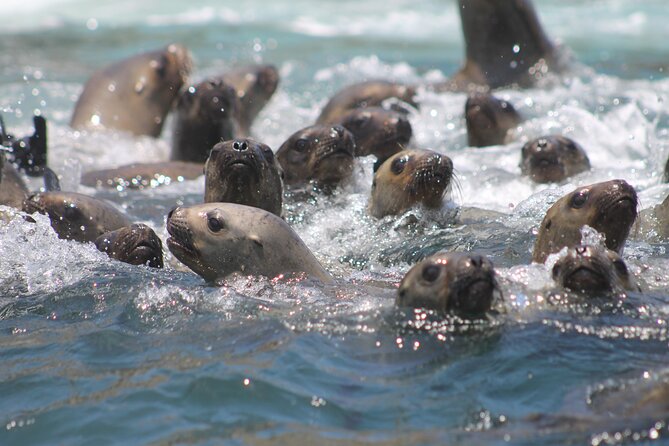 Visit the Sea Lions in Palomino Islands, in Lima Peru - Highlights and Recommendations