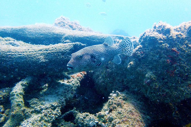 Wave Break Island Scuba Diving on the Gold Coast - Meeting and Pickup Details