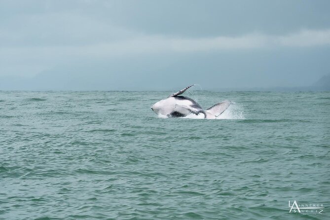 Whale Watching at the Marino Ballena National Park - Tour Highlights