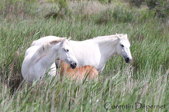 4x4 Camargue Safari 4h - Private Tour - Departure From Arles - Cancellation Policy