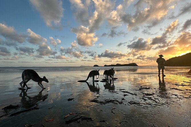 Beach Sunrise With the Wallabies - Safety Precautions and Guidelines