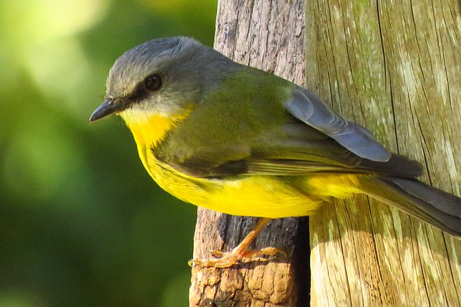 Byron Bay Wildlife Safari - Expert Guidance and Comfort