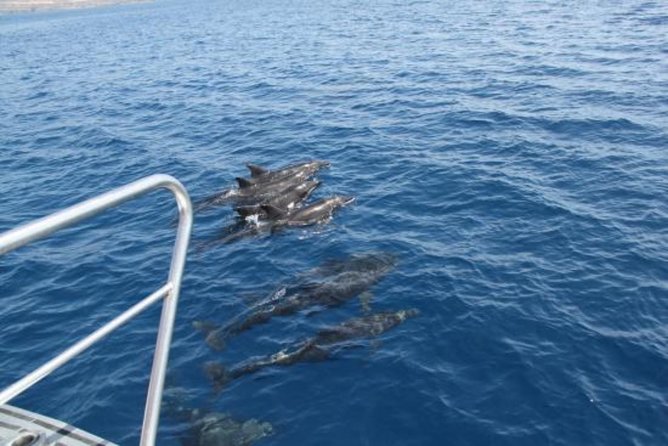 Dolphin and Whales Watching Cruise From Puerto Rico De Gran Canaria - Reviews