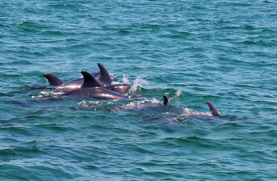 Full-Day Dolphin Watching Tour From Lisbon - Customer Reviews