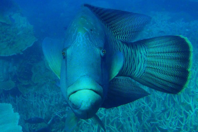 Great Barrier Reef Private Expedition Cruise (Min 4 Day Max 8 Guests) - Accommodations and Dining Experience