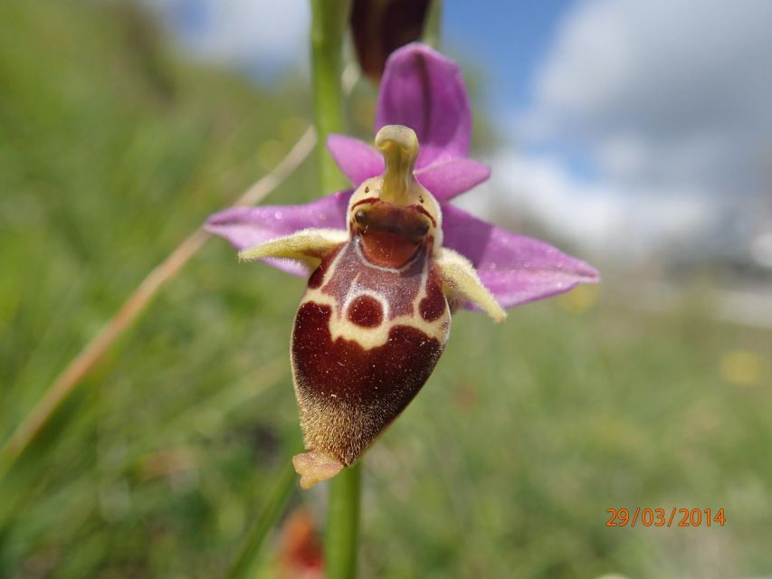 Heraklion: Springtime Plant Walk and Birdwatching in Nature - Meeting Point Information