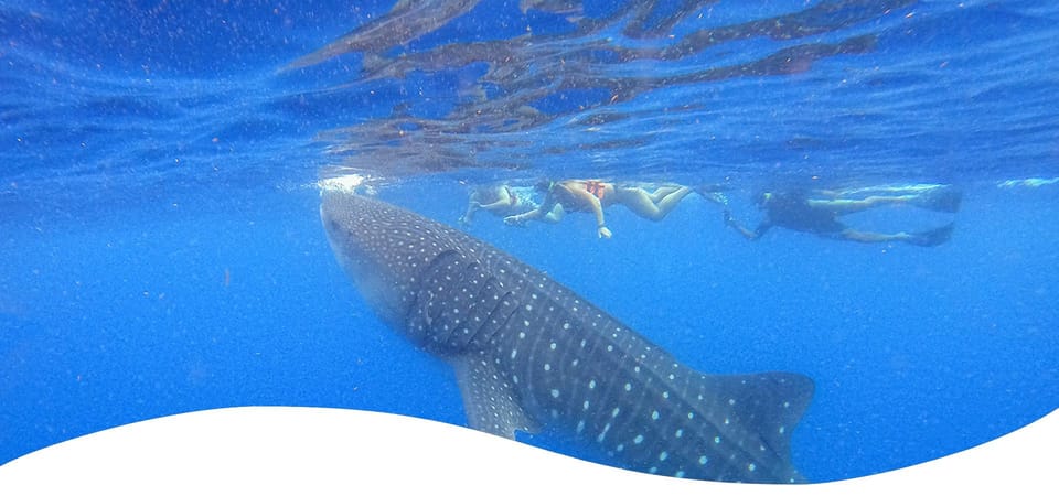 Holbox: Whale Shark Encounter and Marine Adventure - Inclusions