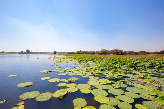 Jumping Crocs & Nature Adventure Cruise From Darwin - Comfortable and Convenient Travel