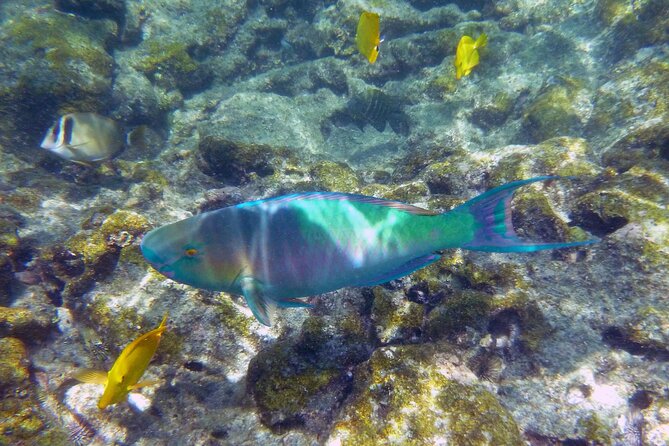 Kealakekua Bay and Captain Cook Monument Snorkel - Small-Group Experience - Directions