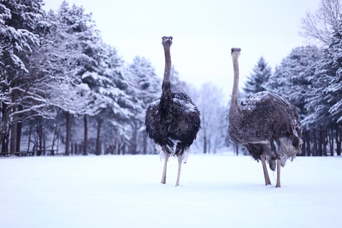 Nami Island & Strawberry Trip With the Garden & Opt. Alpaca World - What to Expect on Tour