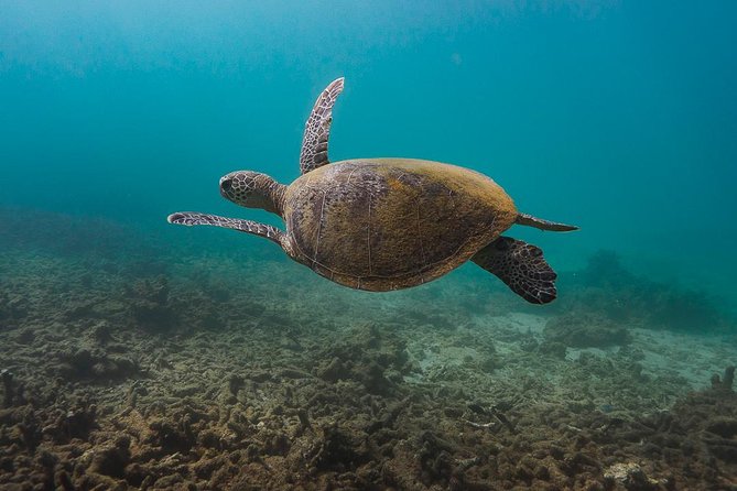 Ningaloo Reef Snorkel and Wildlife Adventure - Small Group Snorkeling Adventure