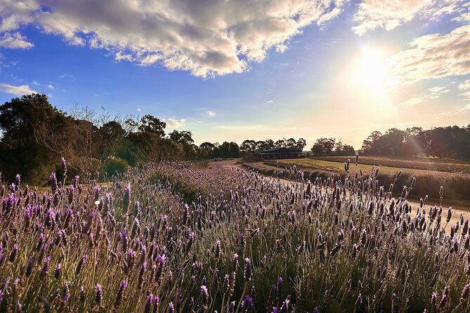 Pinnacles Lobster Lavender Small Group Day Tour From Perth - About Your Experienced Guide