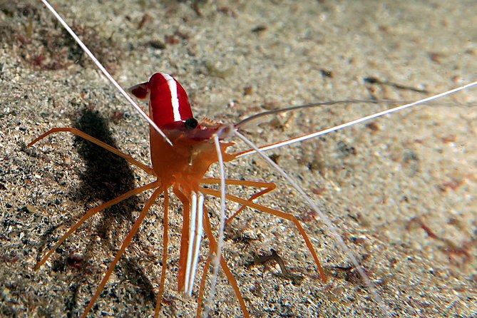 RECREATIONAL DIVE (Certified DIVErs Only) : Explore Canarian Sealife - Meeting Point