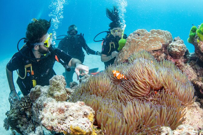 Silverswift Dive and Snorkel Great Barrier Reef Cruise - Diving and Snorkeling Options