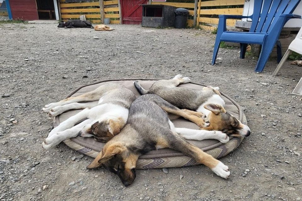 Skagway: Klondike Highway & Yukon Bus Tour With Husky Kennel - Highlights