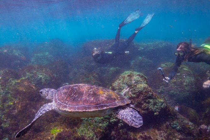 Snorkel With Turtles Gold Coast - Exploring Cook Island Reserve