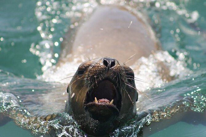 Visit the Sea Lions in Palomino Islands, in Lima Peru - Weather and Seasonal Impact