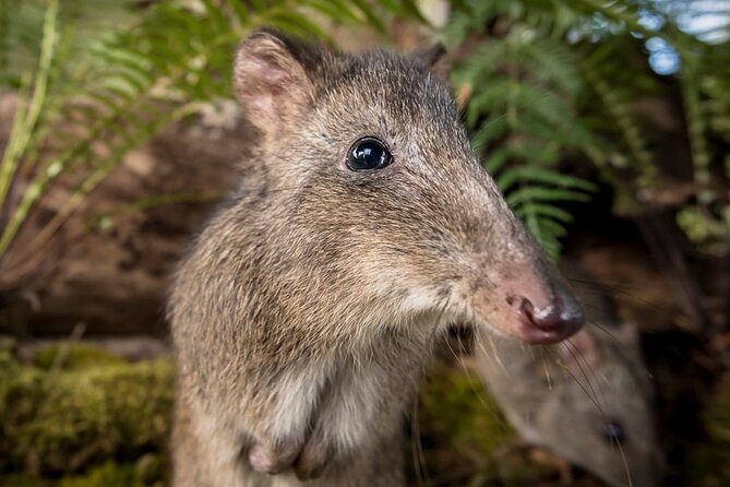 Walk With Wildlife: Guided Tour in Great Ocean Road - Accessibility and Special Needs