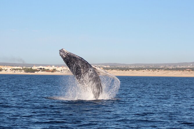 Whale Watching in Cabo San Lucas: Sightseeing Cruise and Shopping - Pricing Details