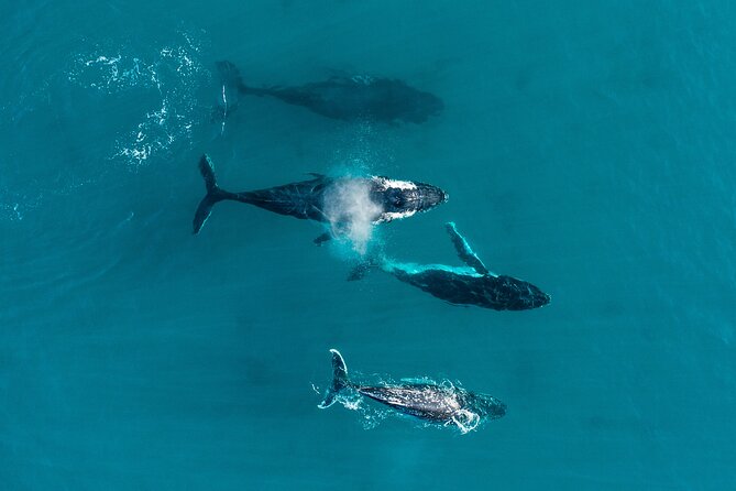 2 Hour Whale Watching Experience Departing Hillarys Boat Harbour - Important Safety Considerations