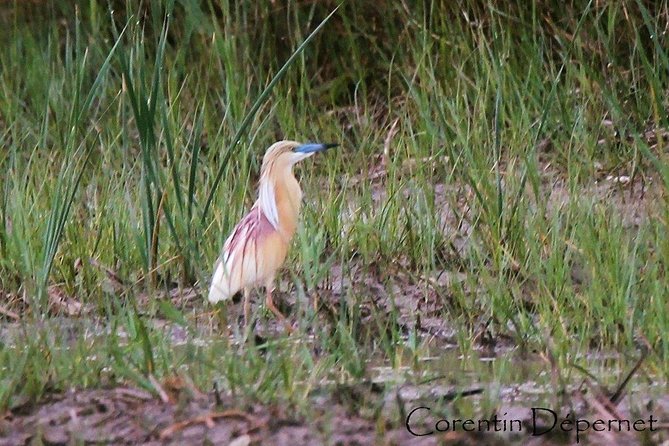 4x4 Camargue Safari 4h - Private Tour - Departure From Arles - Reviews and Pricing