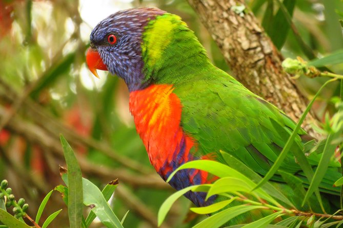 Byron Bay Wildlife Safari - Planning Your Pickup and Dropoff