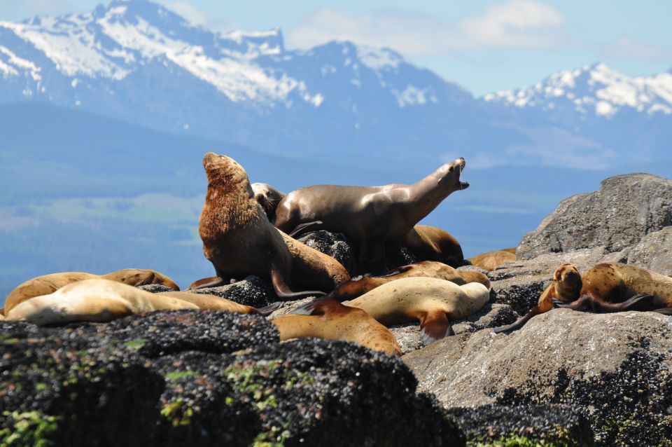 Campbell River: Whale Watching and Wildlife Viewing Day Tour - Highlights