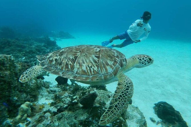 Cozumel Snorkeling Tour: Starfish, Stingrays and the Turtle Bay Experience - Traveler Tips and Recommendations