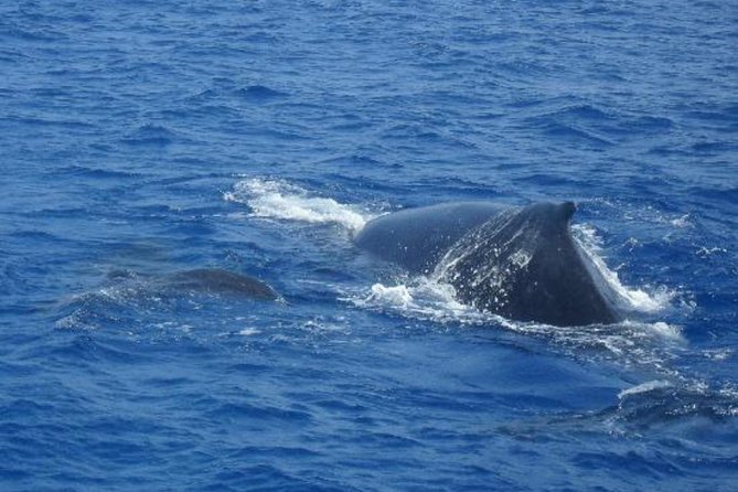 Dolphin and Whales Watching Cruise From Puerto Rico De Gran Canaria - Spotting Wildlife