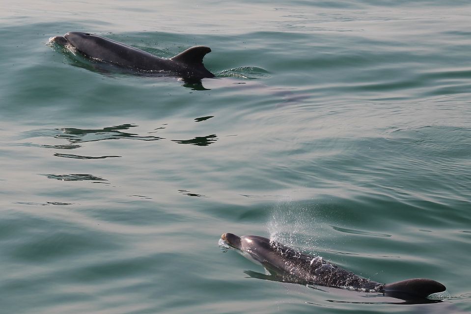 Full-Day Dolphin Watching Tour From Lisbon - Directions