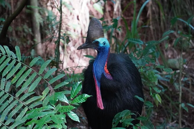 Fun, Falls and Forests Day Trip From Cairns - Savoring the Flavors of the Region