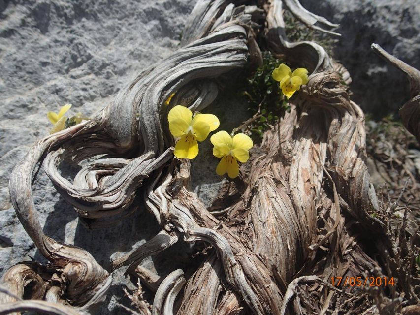 Heraklion: Springtime Plant Walk and Birdwatching in Nature - Final Words