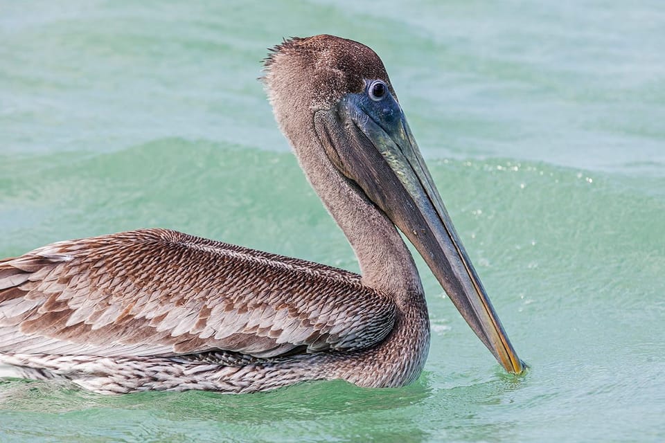 Holbox: Whale Shark Encounter and Marine Adventure - Important Information