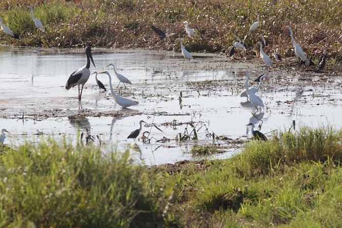 Jumping Crocs & Nature Adventure Cruise From Darwin - Expert Guides and Information