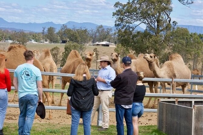 Kangaroos and Mountain Views Day Tour From Gold Coast - Getting to the Meeting Point