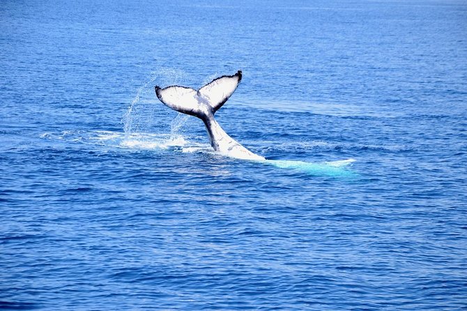 Margaret River Coastal and Wildlife Eco Trip From Busselton or Dunsborough - Enjoying Local Flavors and Drinks