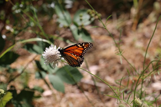 Morialta Wilderness and Wildlife Hike - Essential Information and Tips