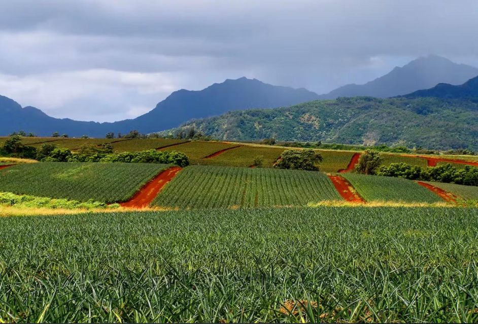 Oahu: North Shore Dole Pineapple Farm Tour - Directions & Logistics