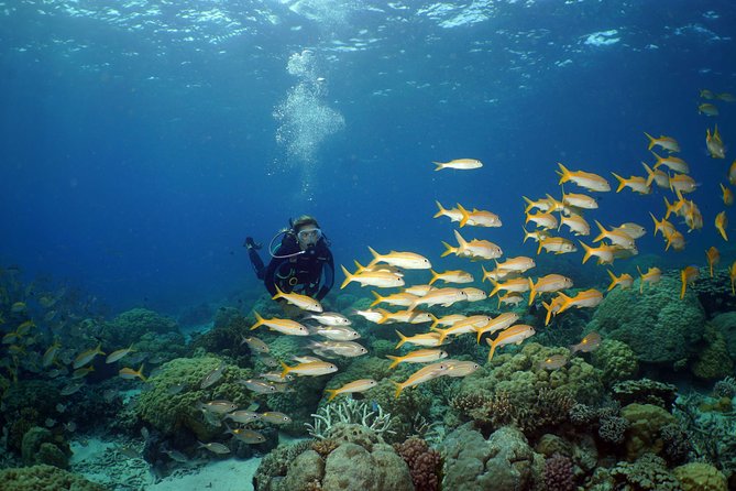 Poseidon Outer Great Barrier Reef Snorkeling and Diving Cruise From Port Douglas - Important Safety Guidelines