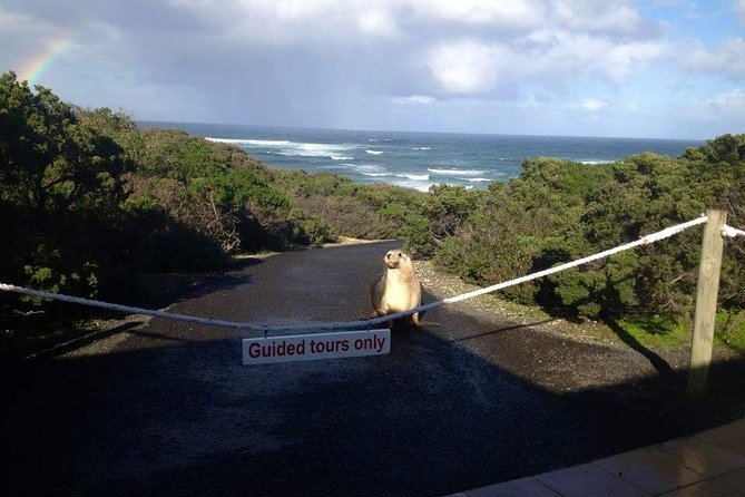 Small Group Kangaroo Island Tour - Seal Bay - Traveling in Comfort and Style