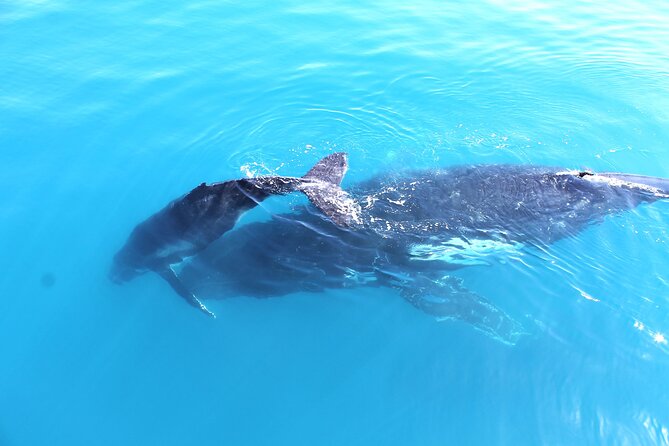 Spirit of Hervey Bay Whale Watching Cruise - Reviews and Testimonials