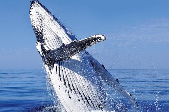 Whale Watching in Cabo San Lucas: Sightseeing Cruise and Shopping - Booking Information