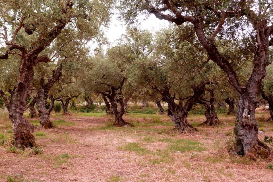 Zakynthos: Private Tour With Wine & Olive Oil Tasting - Additional Details