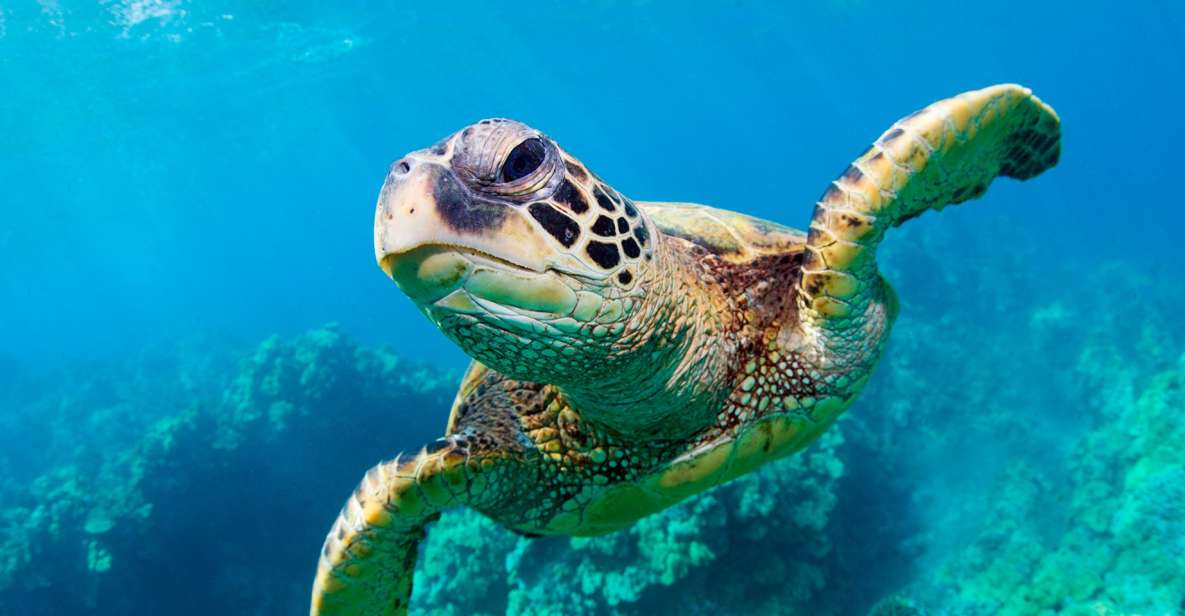 Zakynthos: Turtle Spotting, Marathonísi & Keri Caves Cruise - Directions