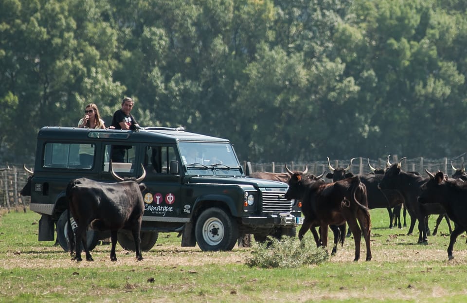 Camargue: Half-Day 4x4 Guided Safari Adventure - Safari Experience Overview