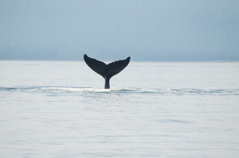 Campbell River: Whale Watching and Wildlife Viewing Day Tour - Cancellation Policy