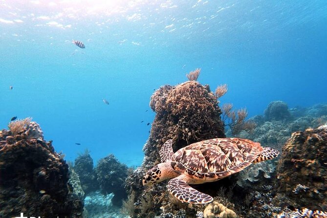 Cozumel Snorkeling Tour: Starfish, Stingrays and the Turtle Bay Experience - Common questions