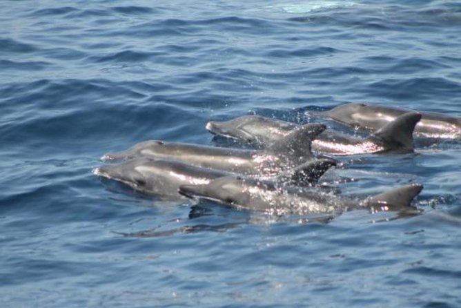 Dolphin and Whales Watching Cruise From Puerto Rico De Gran Canaria - Additional Options