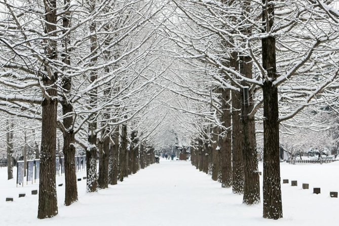 Full-Day Customizable Private Tour to Nami Island and Surrounding Area - Nami Island Tour Highlights