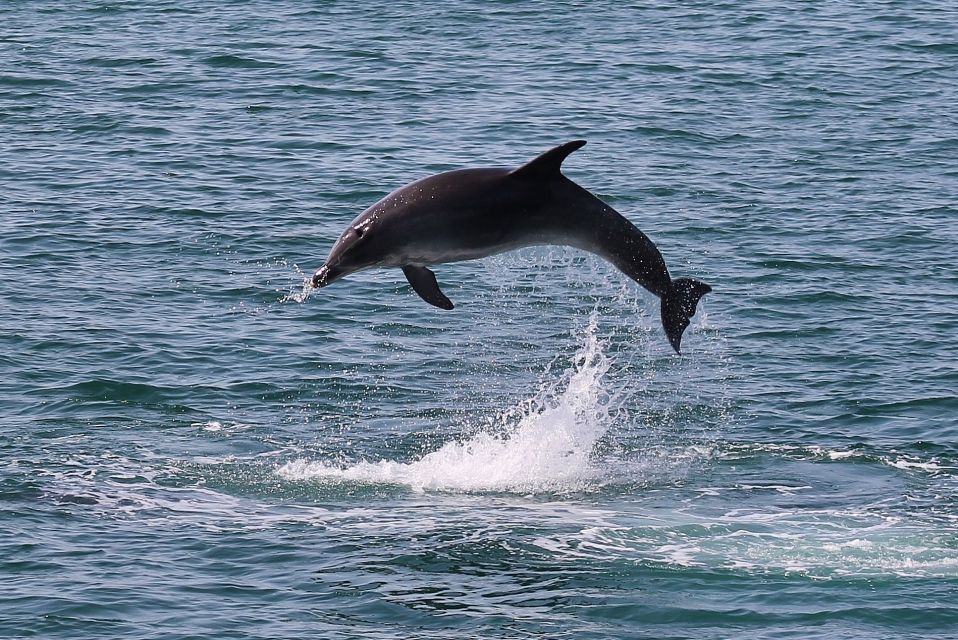 Full-Day Dolphin Watching Tour From Lisbon - Common questions